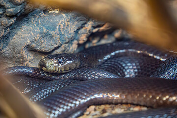 Fototapeta premium The black desert cobra (Walterinnesia aegyptia) is a highly venomous elapid from North Africa and the Middle East, known for its glossy black body, nocturnal habits, and potent neurotoxic venom.