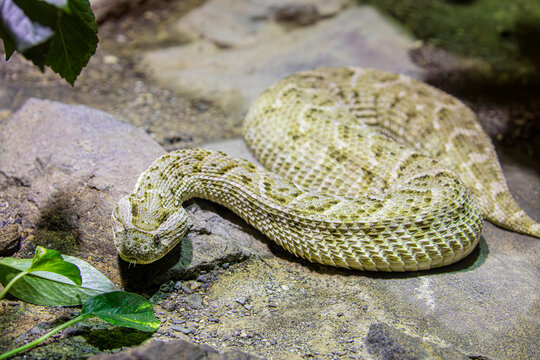 The puff adder (Bitis arietans) is a heavy bodied venomous viper known for its camouflage and ambush hunting strategy.