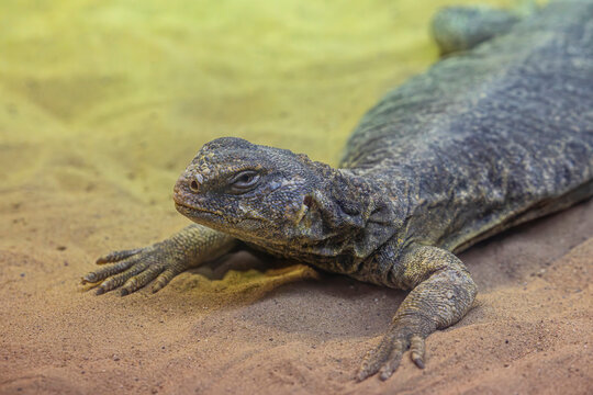 ornate mastigure (Uromastyx ornata) is a species of lizard in the family Agamidae. These medium-sized lizards are among the most colorful members of the genus.