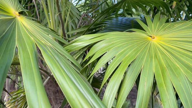 Beautiful palm trees with green leaves outdoors, closeup. Camera moving down and forward