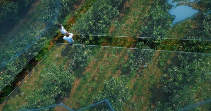 Woman and man walking orchard rows, tablet input activating overlay, guiding inspecting tree health