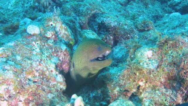 クリーニングを受けるドクウツボ