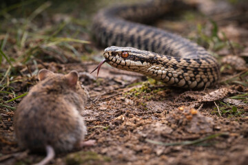 Fototapeta premium Snake hunting mouse in natural habitat, predator prey wildlife scene close-up