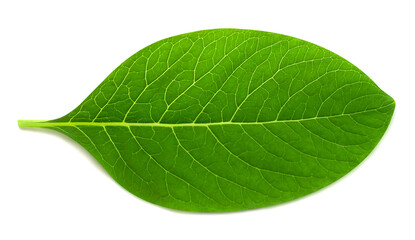 Obraz premium Fresh green leaf isolated on white background. Flat lay, top view. Nature concept