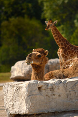 Fototapeta premium Majestic desert animals under bright sunlight