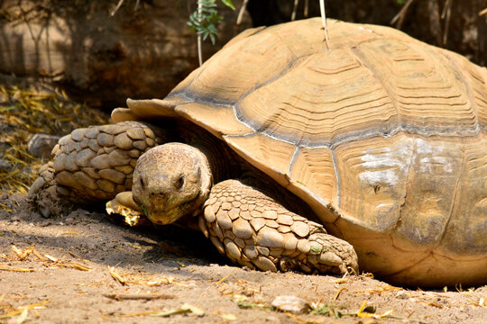 African spurred tortoise (Centrochelys sulcata) crawling on the ground