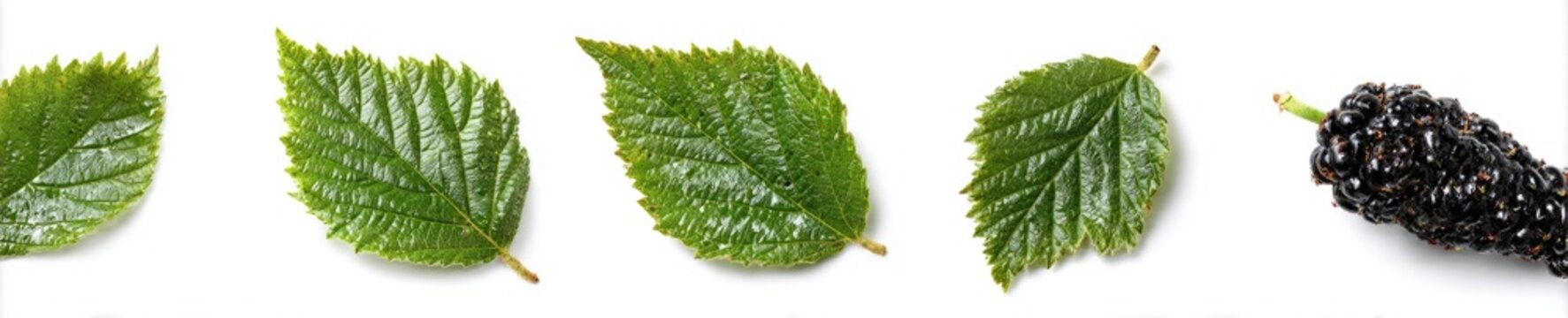 Green leaves and ripe, dark berries on white background, natural, healthy food