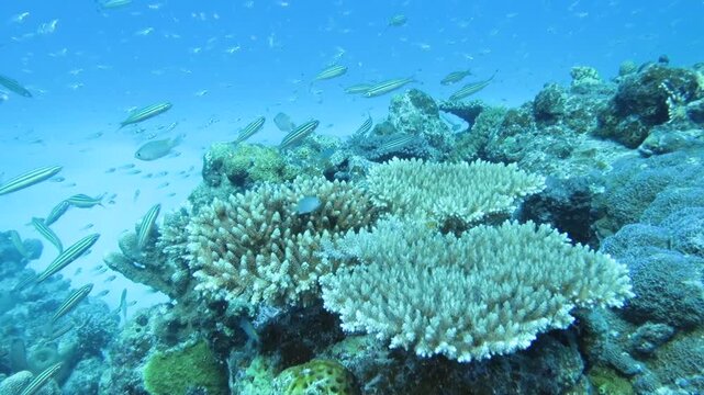 新城島のサンゴ礁とグルクン