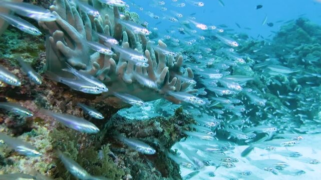 新城島のサンゴ礁とグルクン