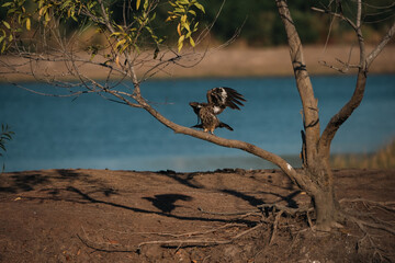 Fototapeta premium Hawk perched on tree branch near water, displaying black and brown feathers, representing predator vital to ecosystem, with kite like silhouette and natural background