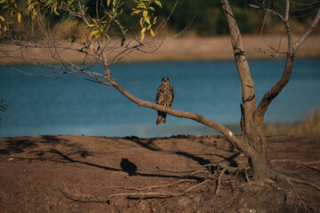 Fototapeta premium Hawk perched on tree branch near water, displaying black and brown feathers, representing predator vital to ecosystem, with kite like silhouette and natural background