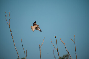Fototapeta premium Hawk, predator, ecosystem, black, kite soar gracefully above dry tree branches under clear blue sky, showcasing balance of nature and role of raptor in wild