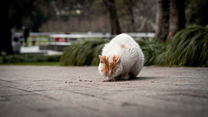 Stray White Cat with brown spots eats cat food