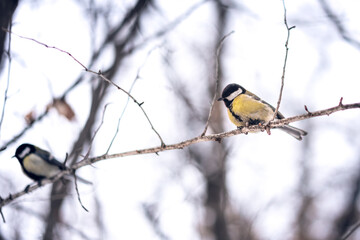 A great tit with bright yellow plumage perches on a thin branch in a soft winter forest in a park © Mikhail Mishchenko