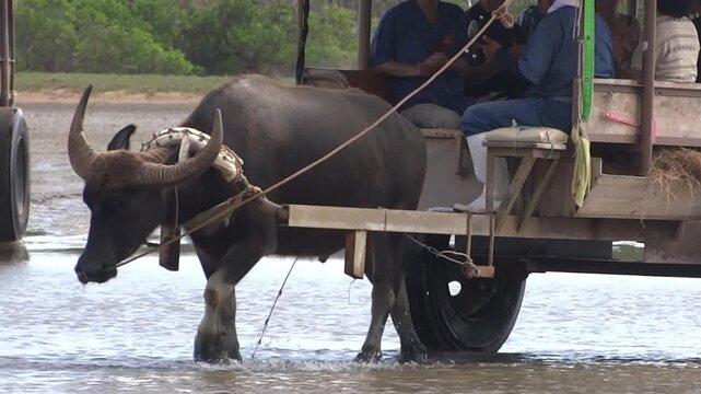 西表島　由布島の水牛車