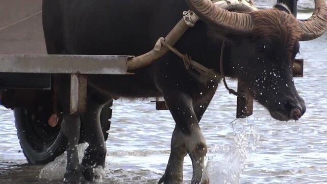 西表島　由布島の水牛車