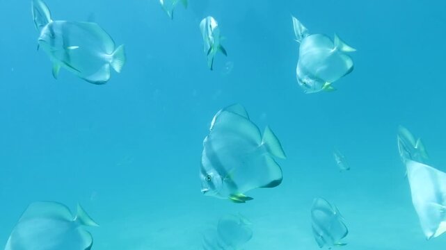 ツバメウオの群れ