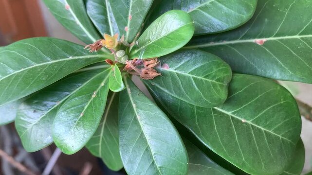 leaf plant nature leaves macro insect 