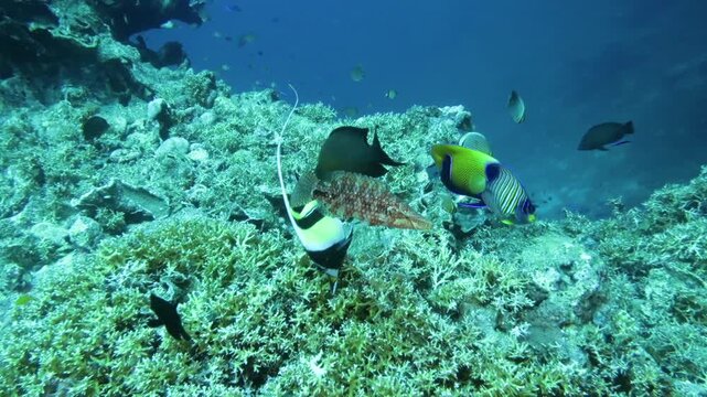 スミロン島の珊瑚と熱帯魚