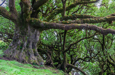 Fototapeta premium Ancient trees in Fanal Forest, Madeira. Twisted trunks covered in moss, vibrant green foliage. Dense woodland with serene, tranquil atmosphere.