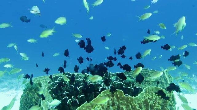 スミロン島の珊瑚と熱帯魚