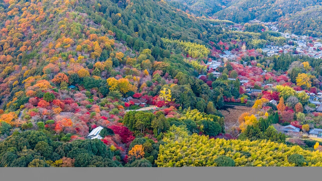 NOV 28 2025 Sagano Hills Covered In Vibrant Autumn Red And Gold