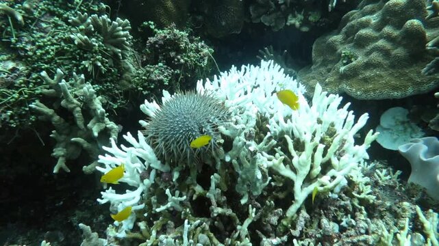 バリカサグ島のオニヒトデとサンゴの白化現象