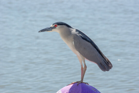 ave pescadora del lago de chapala