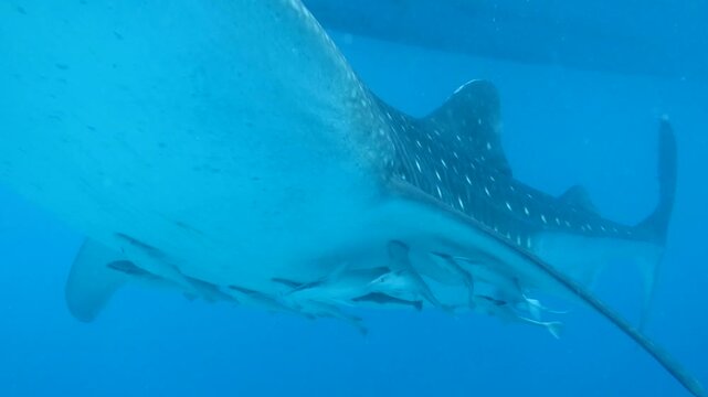 セブ島オスロブのジンベエザメ