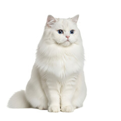 Obraz premium Elegant White Persian Cat Sitting with Regal Poise on White Background
