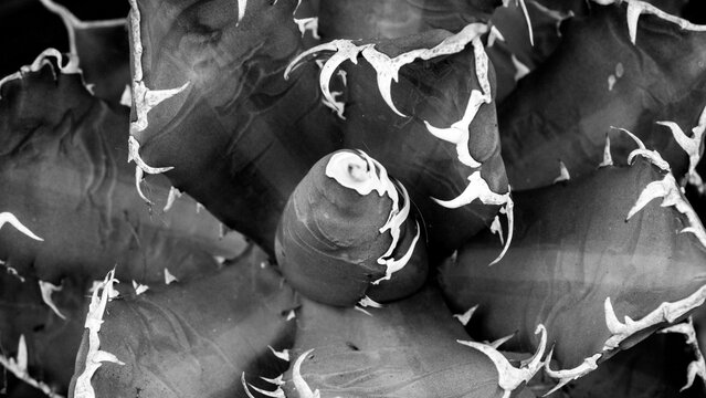 agave blanco y negro