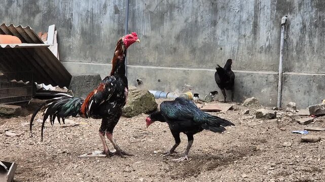 Majestic Bangkok rooster standing and walking in a farm backyard with a black hen.