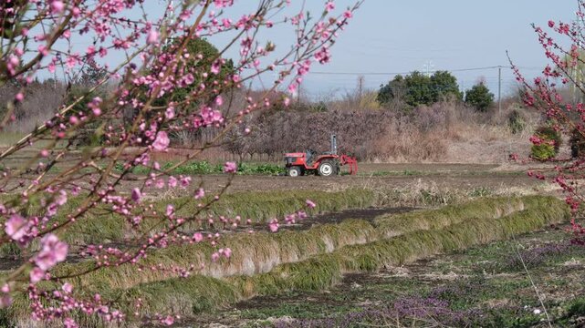 花桃とトラクター