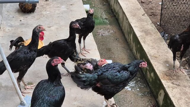 Group of Black Chickens and Free-Range Poultry in a Rural Backyard Farm