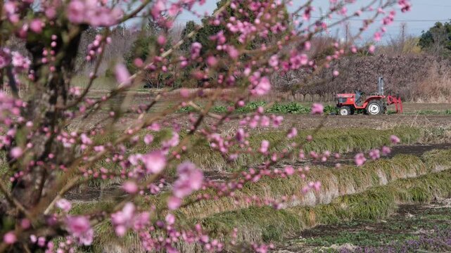 トラクターとハナモモ
