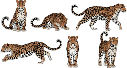Obraz premium Leopard wild cat vector set detailed spotted big cat poses isolated wildlife animal collection