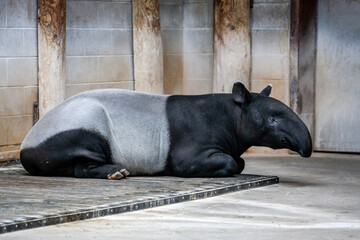 Malayan Tapir