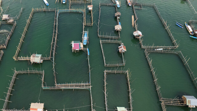 Aerial drone view of a geometric aquaculture fish farm featuring floating bamboo pens, nets, and small boats on the green waters of Dagupan City, Pangasinan, Philippines