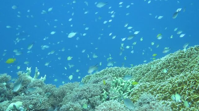 スミロン島の珊瑚礁と熱帯魚