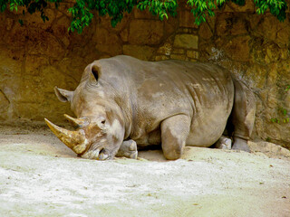 Rhino © Saul Santoyo Photos