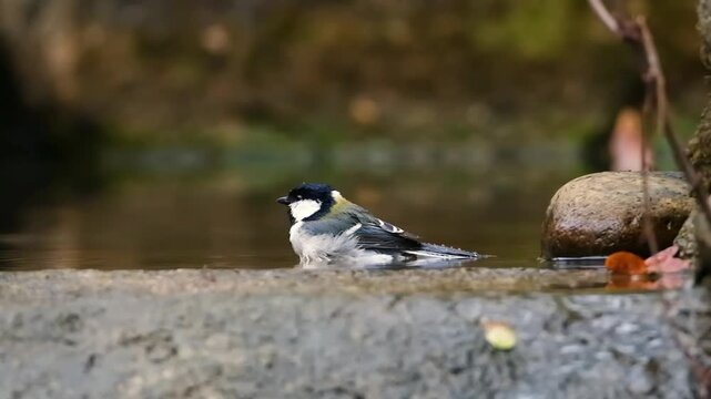 Great Tit Bird Bathing and Splashing Water in Natural Stone Birdbath with Forest Background
