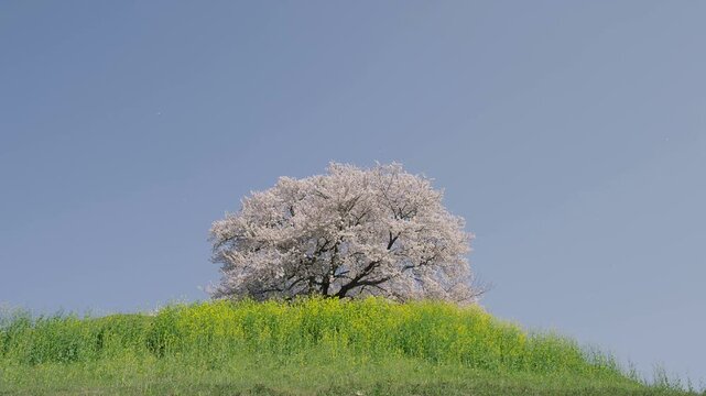 さきたま古墳公園の桜