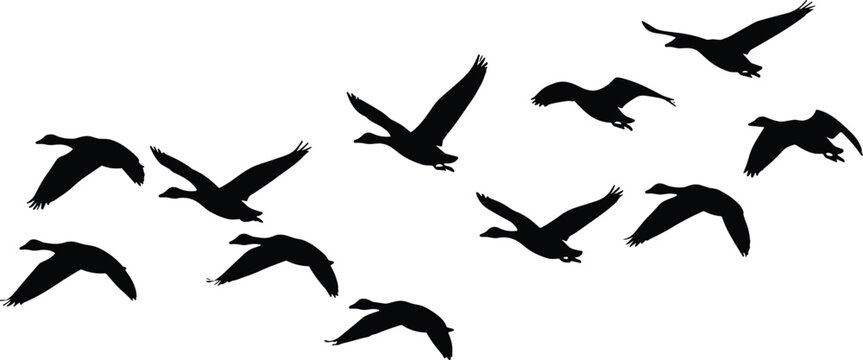 Flying ducks silhouettes flock in motion isolated vector set featuring migratory birds in flight for wildlife nature and seasonal design