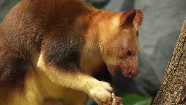 Close up view of a goodfellow tree Kangaroo resting on a tree branch and eating veggies on a cloudy day.