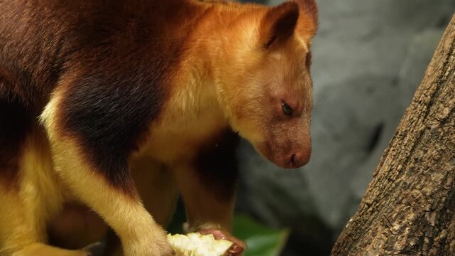 Close up view of a goodfellow tree Kangaroo resting on a tree branch and eating veggies on a cloudy day.