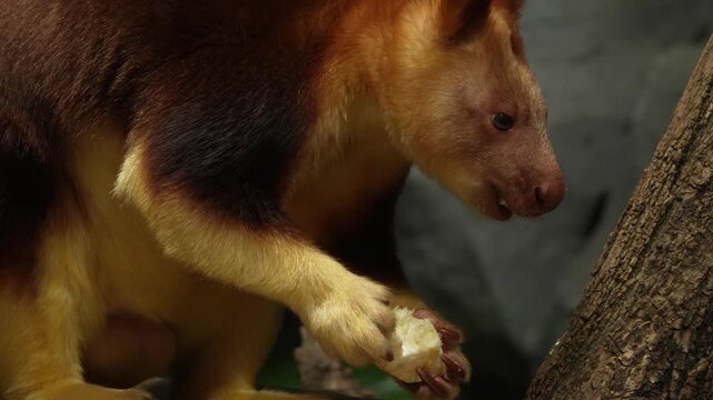 Close up view of a goodfellow tree Kangaroo resting on a tree branch and eating veggies on a cloudy day.