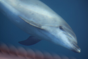 Fototapeta premium Bottlenose dolphin, 35 mm film