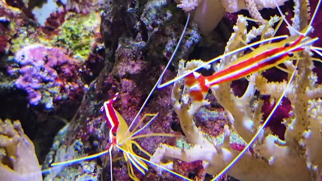Close up of a red and white shrimp moving around a coral reef underwater
