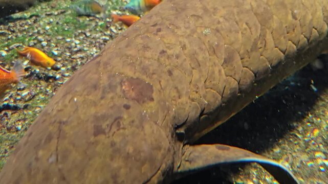 Close up view of two lungfish resting on the sea ground, with small rainbow fish swimming by underwater.