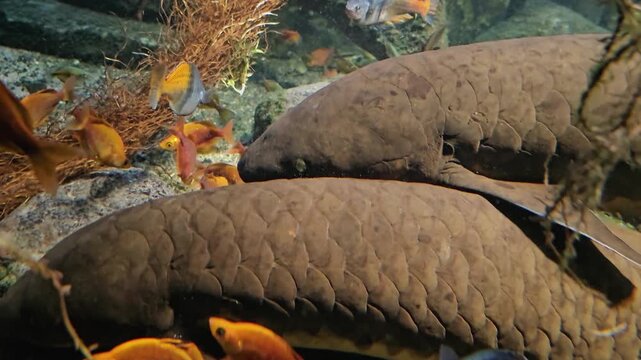 Close up view of two lungfish resting on the sea ground, with small rainbow fish swimming by underwater.